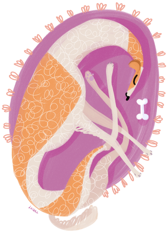 Спящая русская борзая