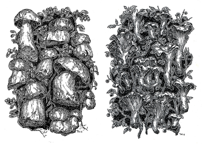 Иллюстрации из серии "Грибы"