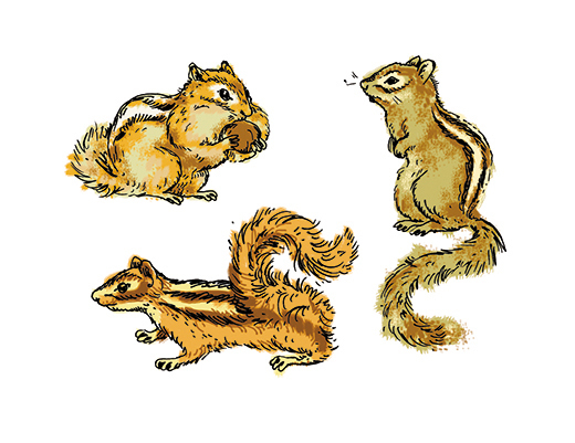 Бурундуки. Для детской экологической газеты «Амурский Маугли»