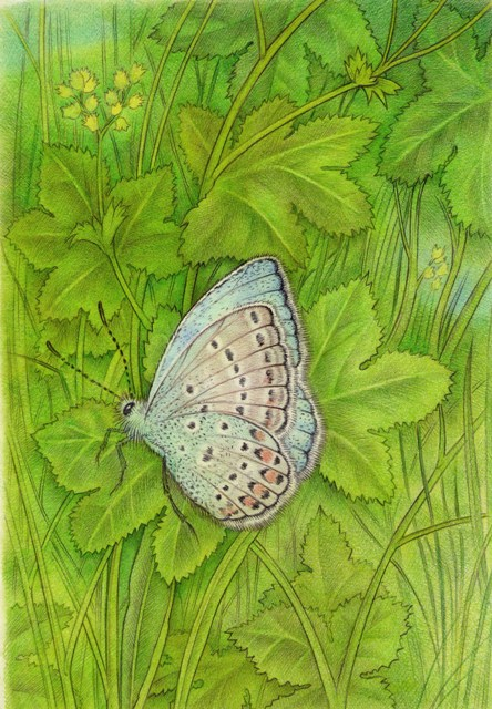 Кусочек лета