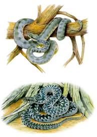 Гюрза; Гадюка