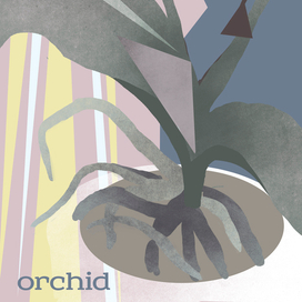 Orchid