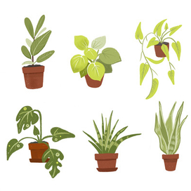 Набор домашних растений 