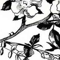 цветущая ветка яблока