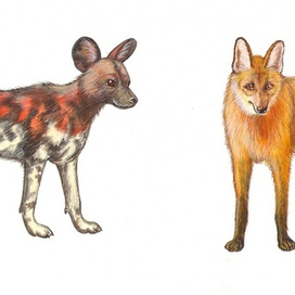 ПЁСЬИ ( гиеновая собака, красная лиса)