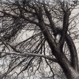 Ветвей сплетение