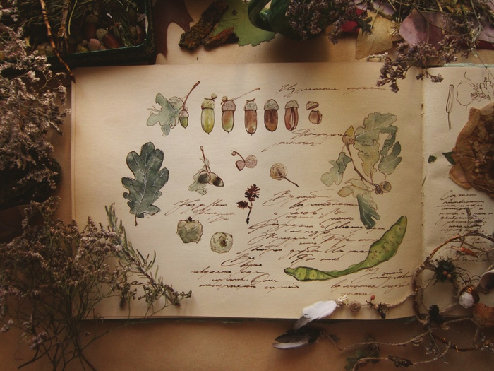 немного о желудях в гербарийном альбоме