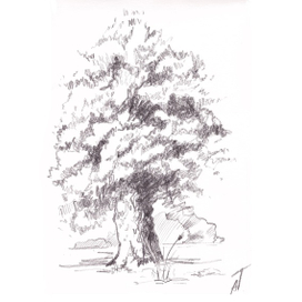 Скетч. Дуб
