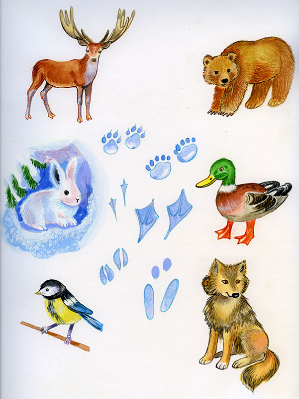 Лесная полянка. Где чей след?