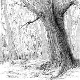 Старый дуб