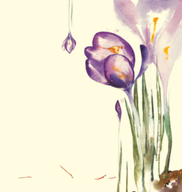 Шафрановая фея