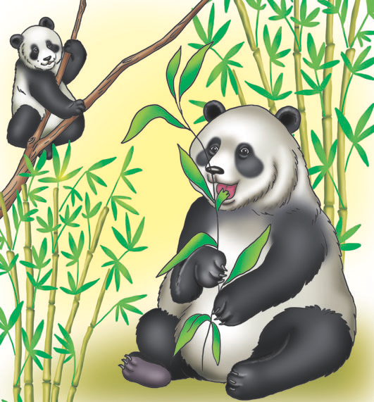 панда
