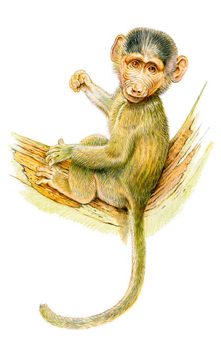 Детеныш павиана