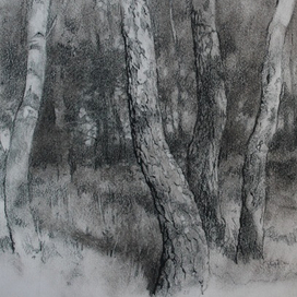 набросок берез