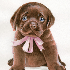 голубоглазый малыш ретривер