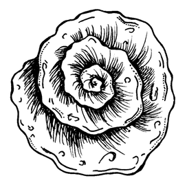 Графическая иллюстрация ракушка