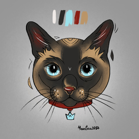 Сиамская кошка