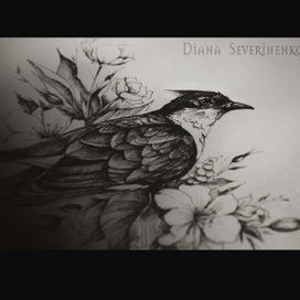 Птица Чатака