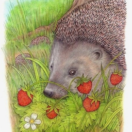 Земляничная поляна