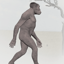 Наш предок Австралопитек (Australopithecus)