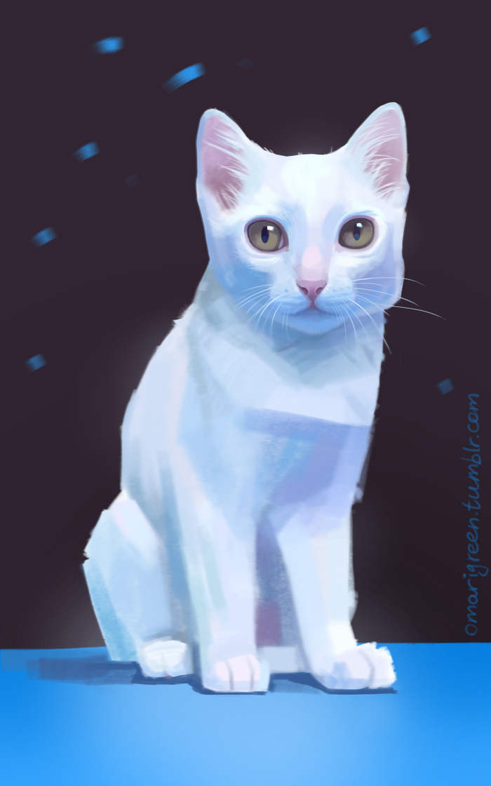 Мой котеечка