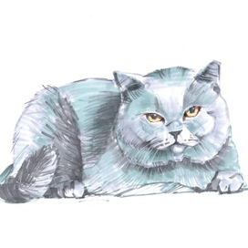 Британская кошка