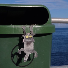 помойный котик