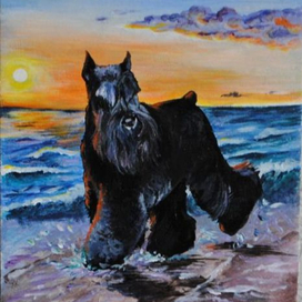 Цвергшнауцер