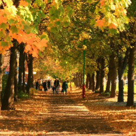 Осенняя аллея