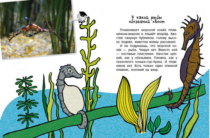 Кто без крыльев живет_11