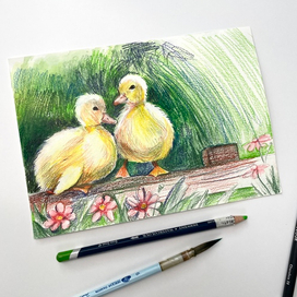 Ducks 