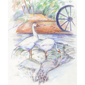 Мыли гуси лапки