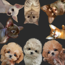 рисунок домашних питомцев в Procreate