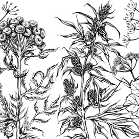 Северные травы