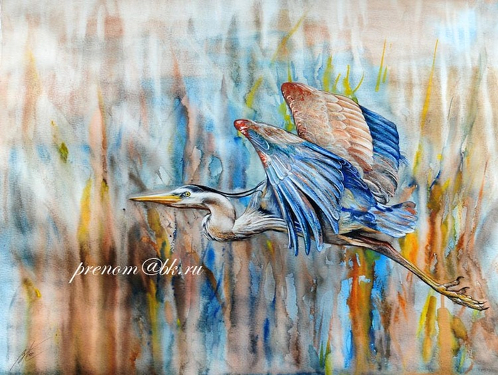 Большая серая цапля