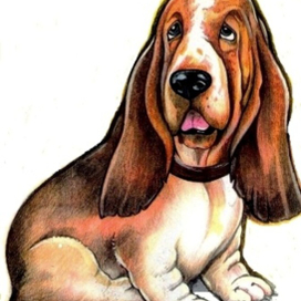 Бассет хаунд