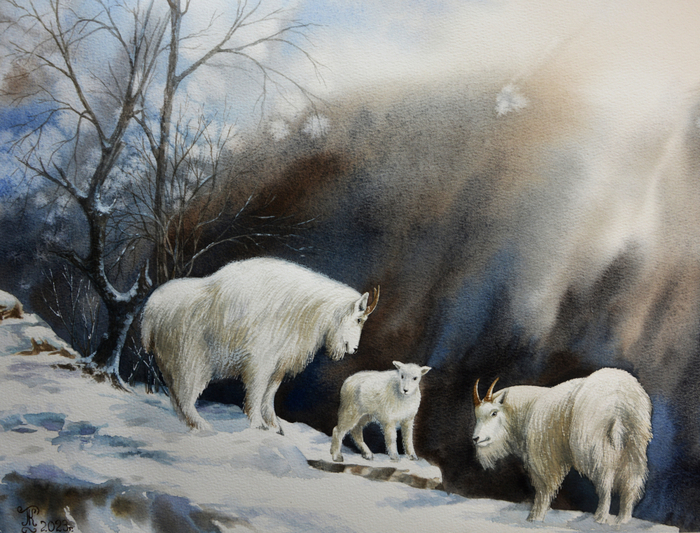 Снежные козы 