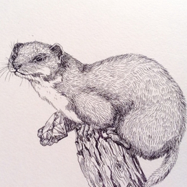 Weasel