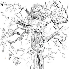 Зеленая корона дуба