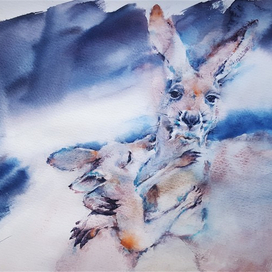 Из жизни кенгуру