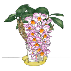 Dendrobium farmeri pink  иллюстрация