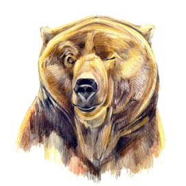 Медведь-подмига