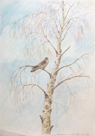 пустельга на берёзе