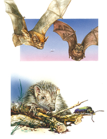 иллюстрация к природоведению