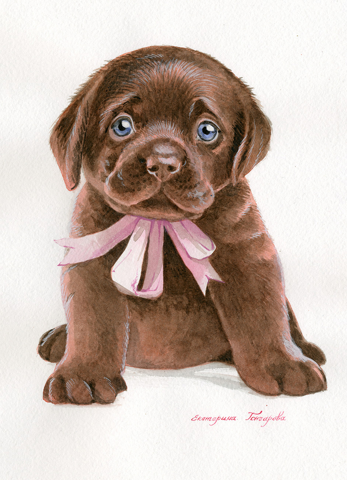 голубоглазый малыш ретривер