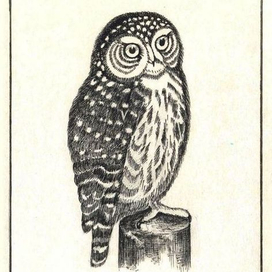 Воробьиный сычик