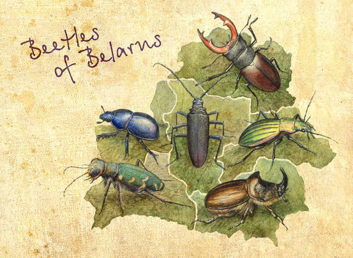 Жуки Беларуси