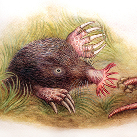 Звездонос Митрофан