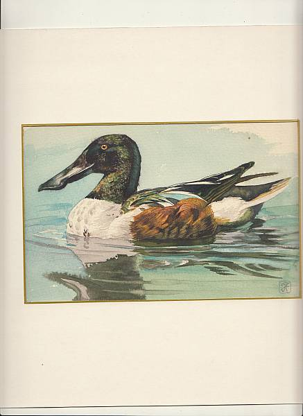  широконоска