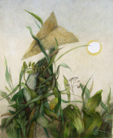 летние травы